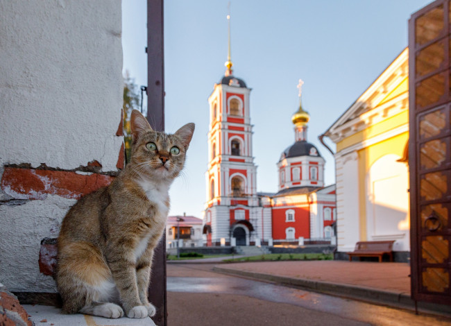Обои картинки фото животные, коты, церковь, здание, кошки, россия