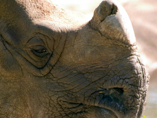 Картинка cincinnati zoo 31 животные носороги