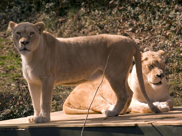 Обои картинки фото cincinnati, zoo, 28, животные, львы