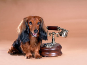 Картинка животные собаки телефон