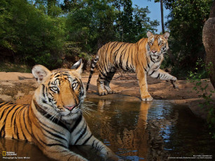 Картинка животные тигры природа