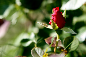 Картинка цветы розы бутон листья красный