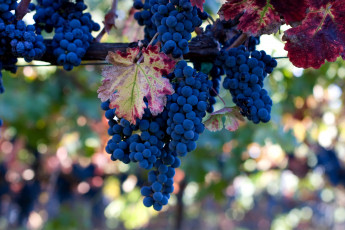 Картинка природа Ягоды виноград синий гроздь