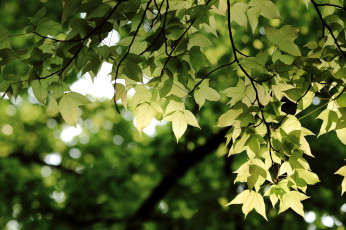 Картинка природа листья листва ветки