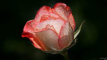 Картинка 3д графика flowers цветы тёмный роза фон