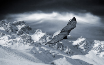 Картинка животные птицы хищники орёл горы