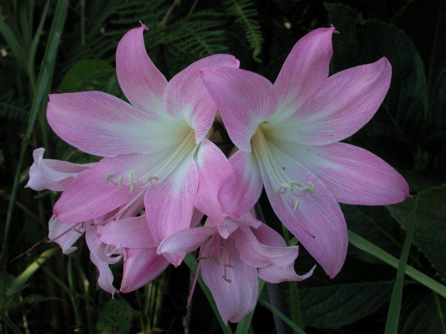 Обои картинки фото амариллис, цветы, амариллисы, гиппеаструмы, нежный, розовый