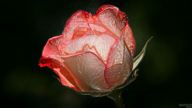 Обои картинки фото 3д, графика, flowers, цветы, тёмный, роза, фон