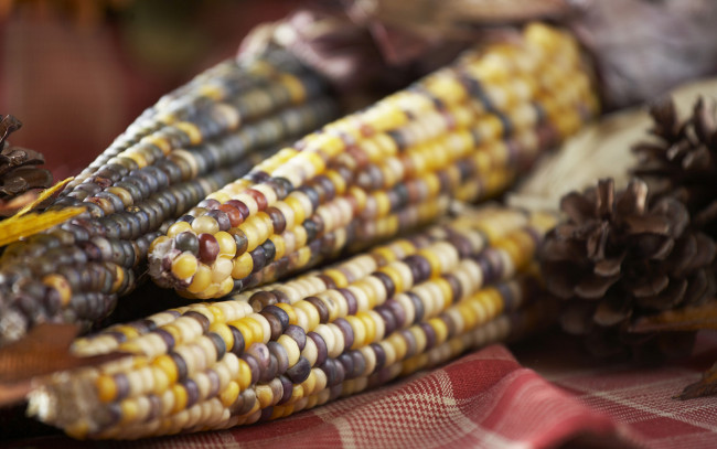 Обои картинки фото еда, кукуруза, шишки