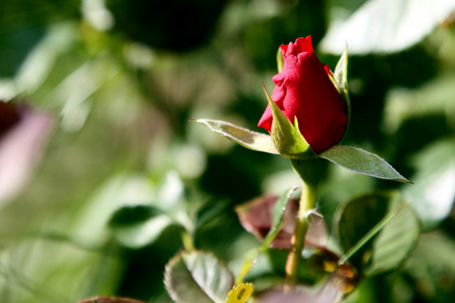 Обои картинки фото цветы, розы, бутон, листья, красный
