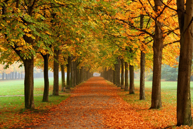 Обои картинки фото природа, деревья, осень, аллея