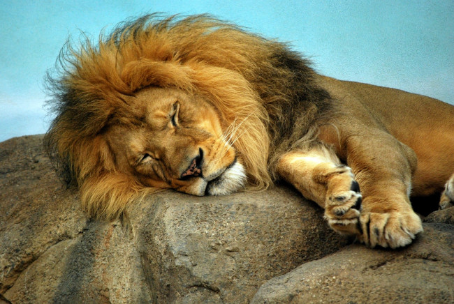 Обои картинки фото животные, львы, грива, сон, хищник