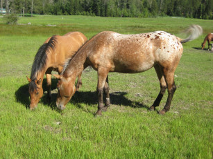 Картинка животные лошади луг лошадь