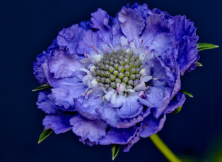 Картинка цветы скабиоза макро синий