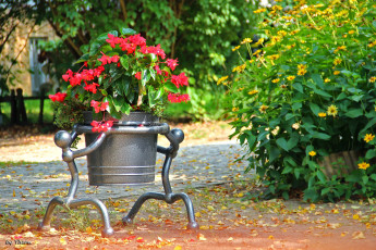 Картинка цветы разные вместе парк клумба осень