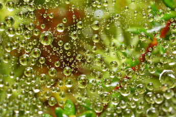 Картинка разное капли брызги всплески паутина вода зелень