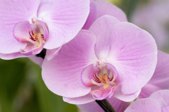 Картинка цветы орхидеи макро бледно-розовый