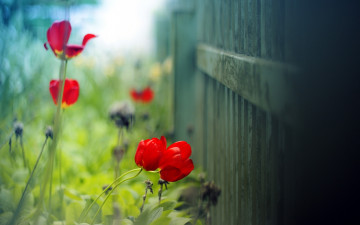 Картинка цветы тюльпаны маки макро забор