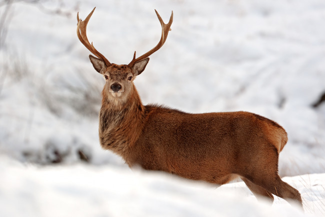 Обои картинки фото животные, олени, снег, зима, благородный, рога
