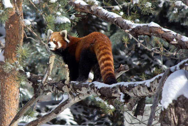 Обои картинки фото животные, панды, красная, панда, деревья, снег, зима