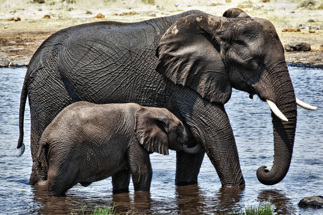 Обои картинки фото животные, слоны, мама, малыш
