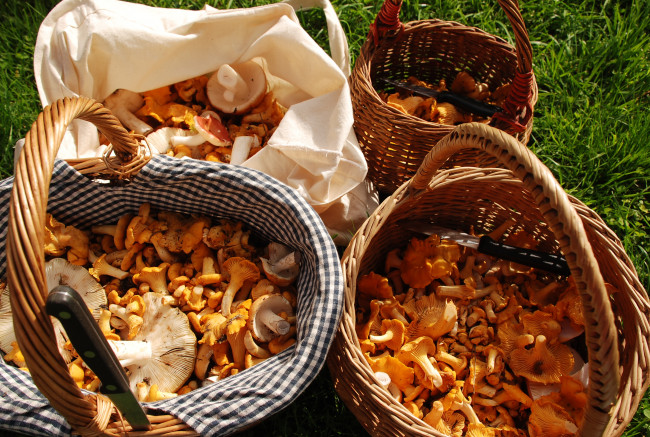Обои картинки фото еда, грибы, грибные, блюда, лисички, корзины