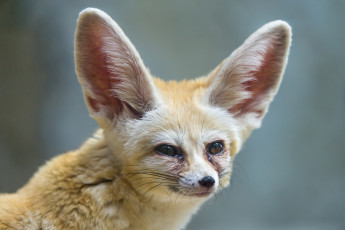 Картинка животные лисы уши фенек