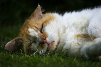 Картинка животные коты кот морда сон