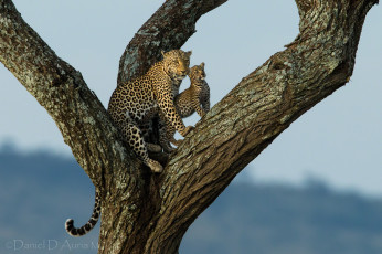 Картинка животные леопарды малыш дерево мама