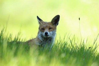 Картинка животные лисы трава лежит отдых тень рыжая