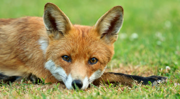 Картинка животные лисы трава луг лисичка