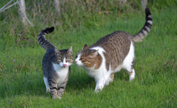 Картинка животные коты трава поляна кошки интерес