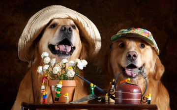 Картинка животные собаки горшок кепка цветы шляпа
