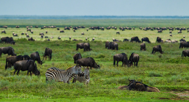 Обои картинки фото животные, разные, вместе, антилопы, гну, зебры