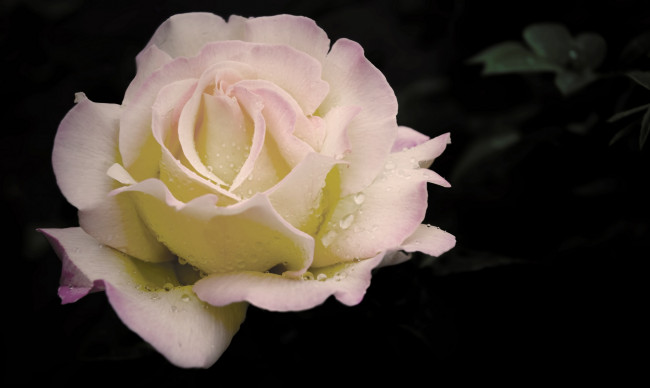 Обои картинки фото цветы, розы, капли, бутон, роза