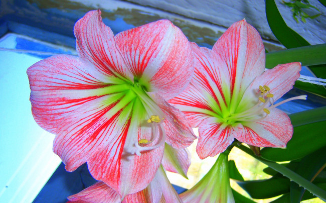 Обои картинки фото цветы, амариллисы, гиппеаструмы, полосатые, розовые