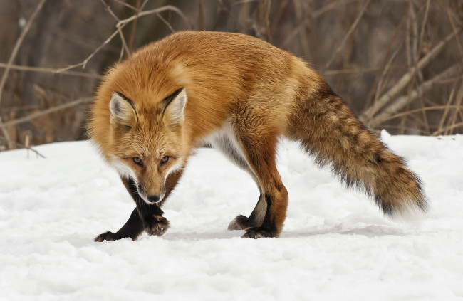 Обои картинки фото животные, лисы, рыжая, снег