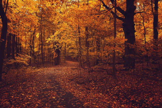 Обои картинки фото природа, лес, дорога, асфальт, осень, ветки, листва, деревья, оранжевые, листья, желтые