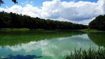 Картинка природа реки озера утки лето простор вода