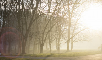 Картинка природа парк свет утро туман
