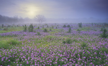 Картинка природа луга луг утро цветы туман рассвет