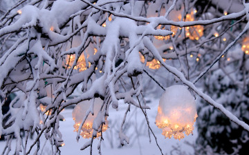 Картинка природа зима ветка снег