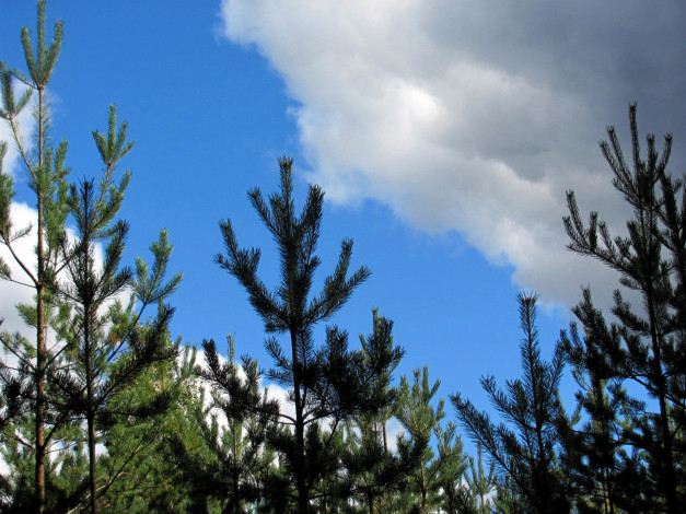 Обои картинки фото природа, деревья, сосны, облака