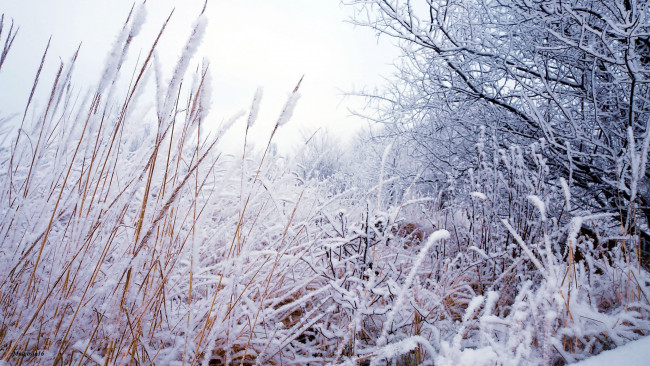 Обои картинки фото природа, зима, иней, снег, кусты