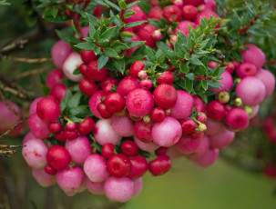 Картинка природа Ягоды ветка ягоды капли