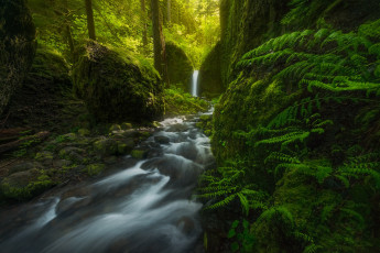 Картинка природа реки озера сша водопад папоротник mossy grotto falls лес oregon