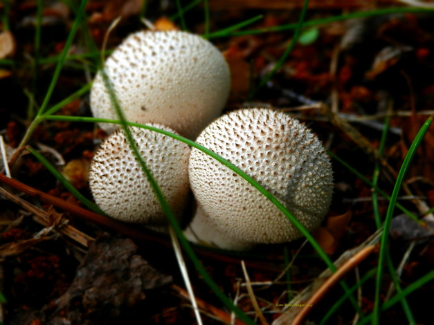 Обои картинки фото природа, грибы, жемчужный, дождевик