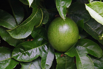 Картинка природа плоды гранадилла