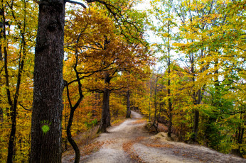 Картинка природа дороги листопад дорога осень