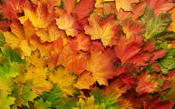 Картинка природа листья осень яркие